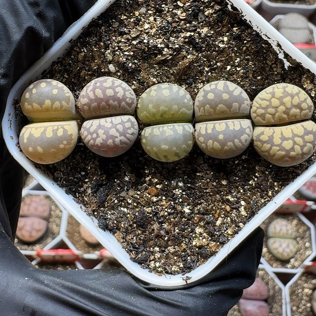 生石花111122。   173