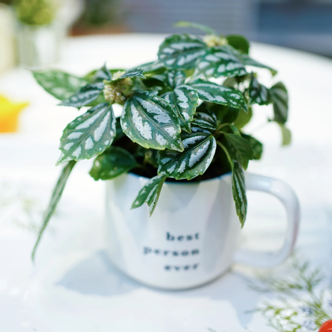 ins风小清新冰水花办公室盆栽室内盆栽绿植喜阴绿植带盆栽种好