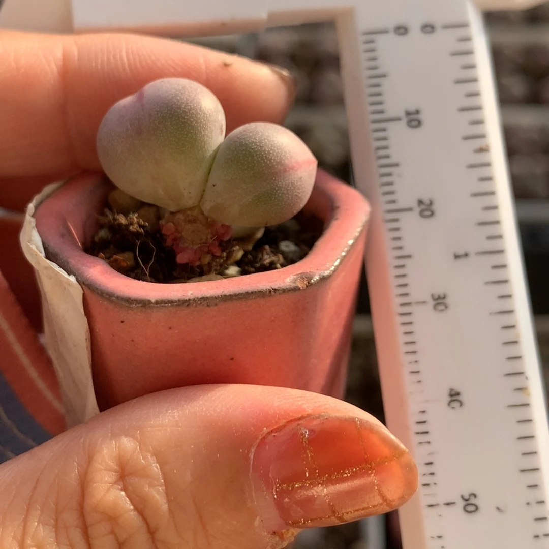 *****米可奶 精品韩国奶酪多肉