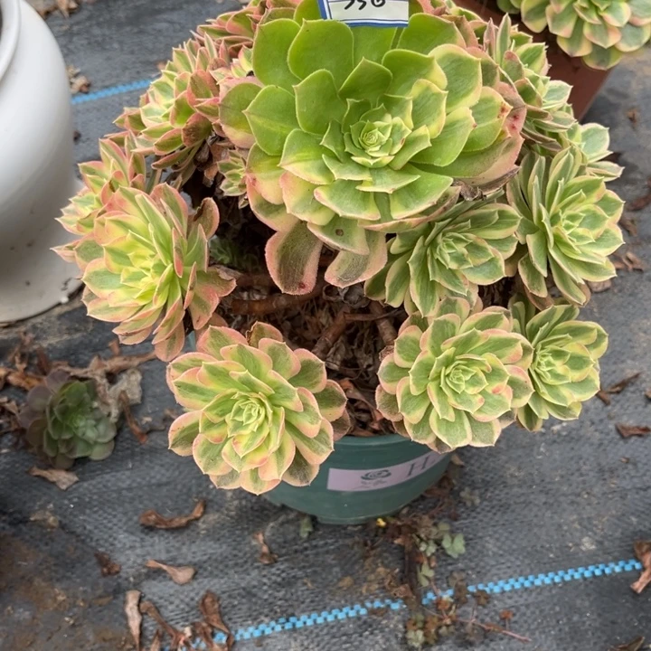 半***过336多少植物法师老庄