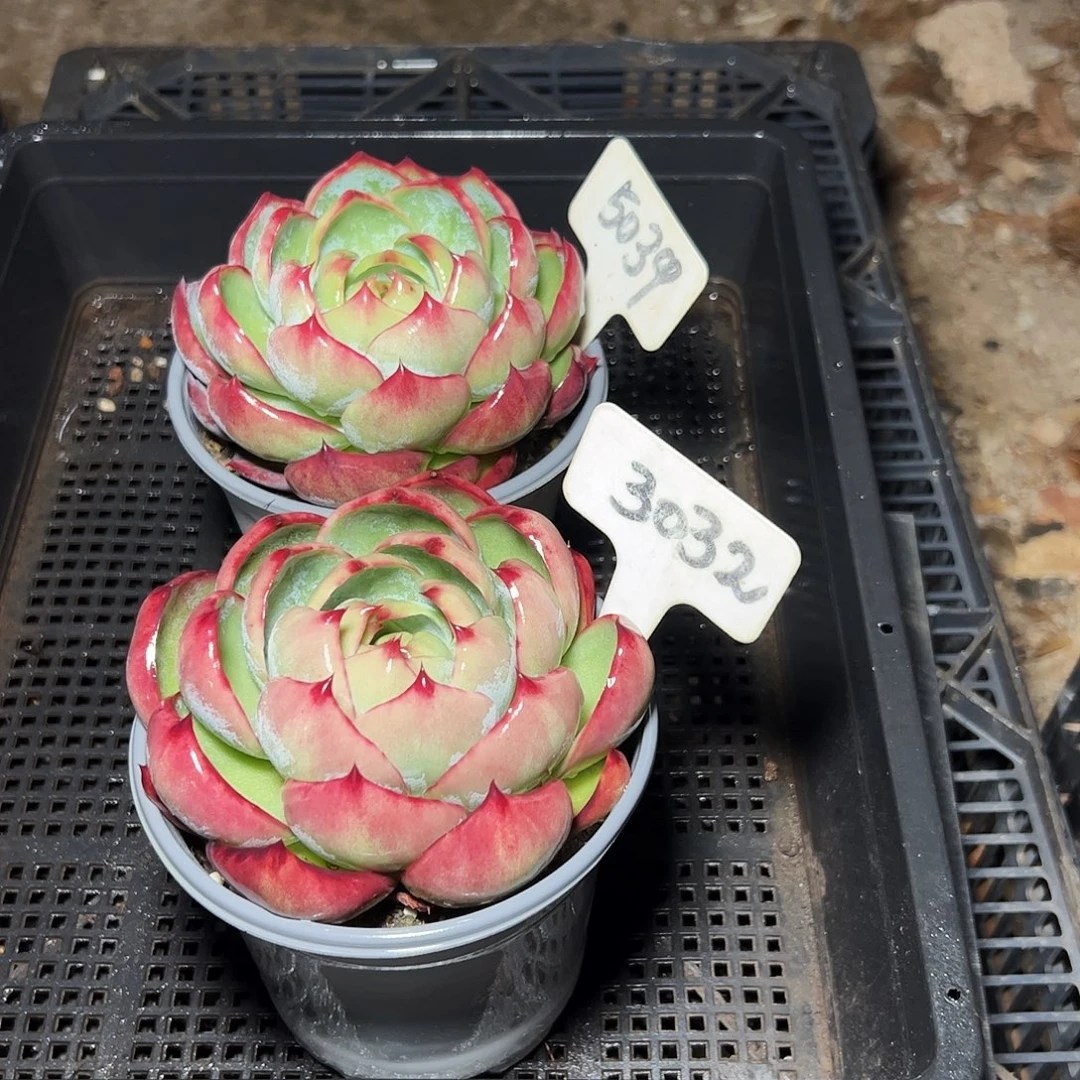 飘***缘惊鸿仙子3032.5039号