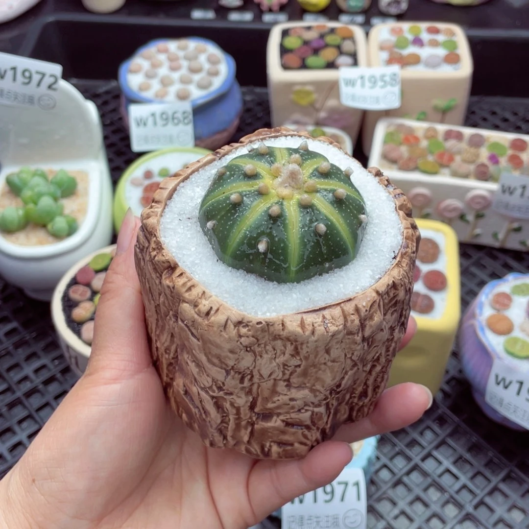 w1973 带盆土发货一物一拍