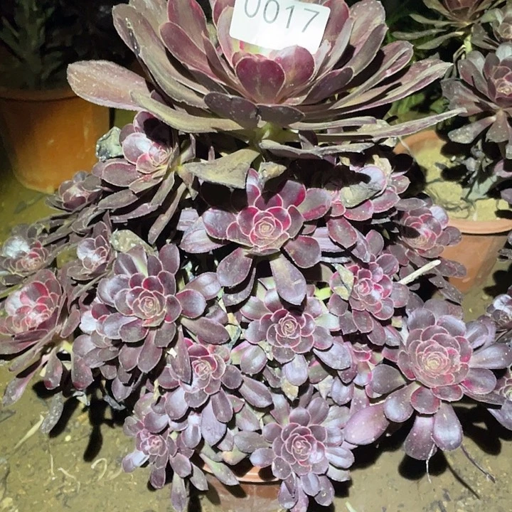 多肉植物法师17丽娜