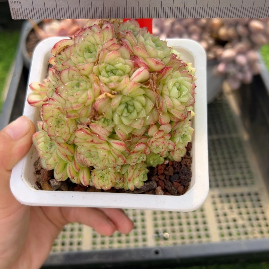 表妹精品多肉1569.