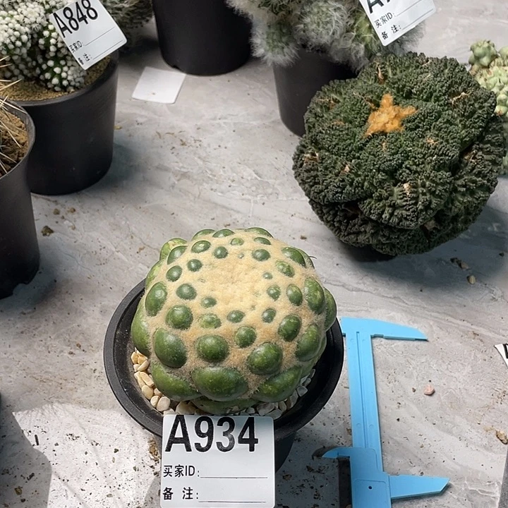 完全开放934无刺象牙