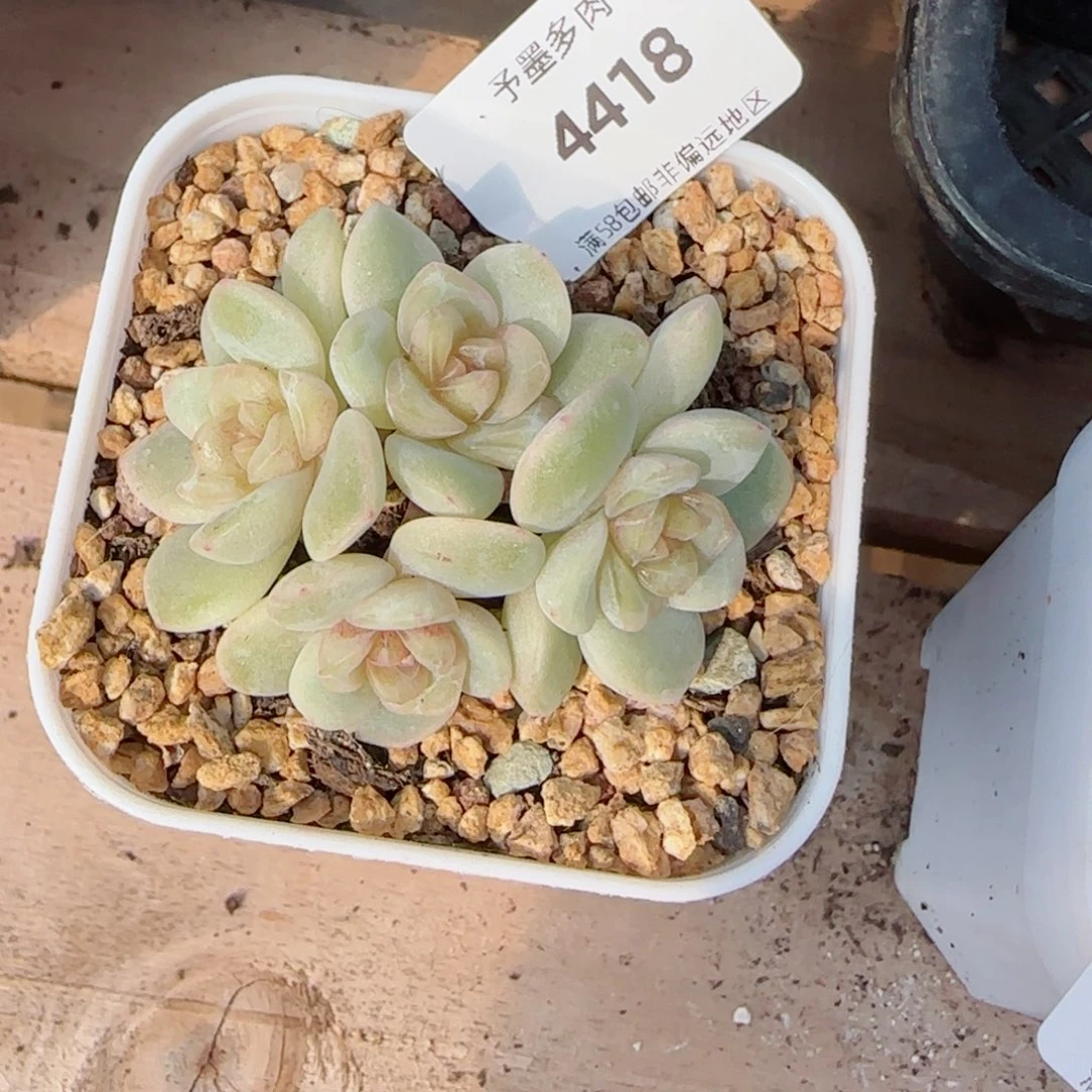 鱼*玉清风，4418多肉植物