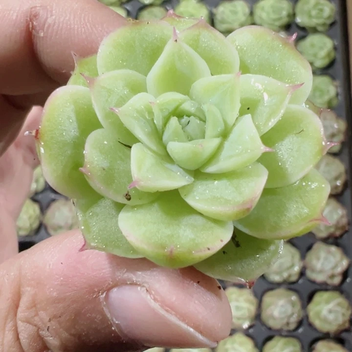 潘多拉精品多肉植物