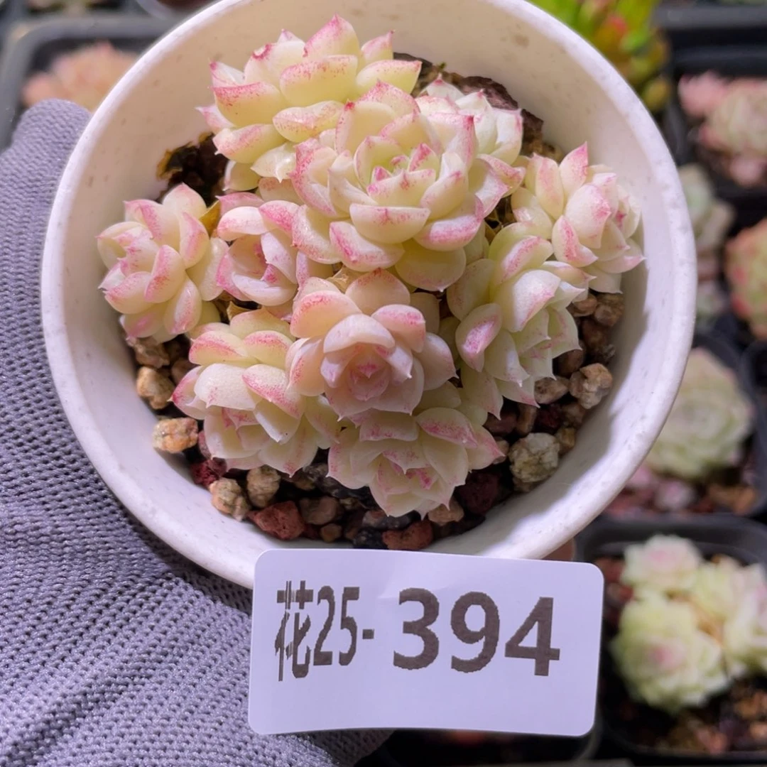 花利美25-394白天鹅