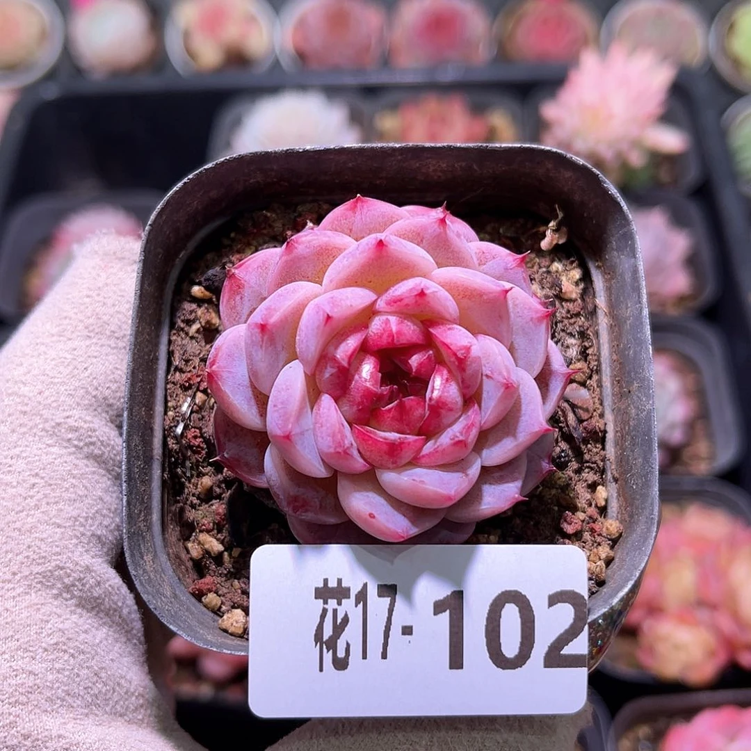 花利美17-102天鹅绒