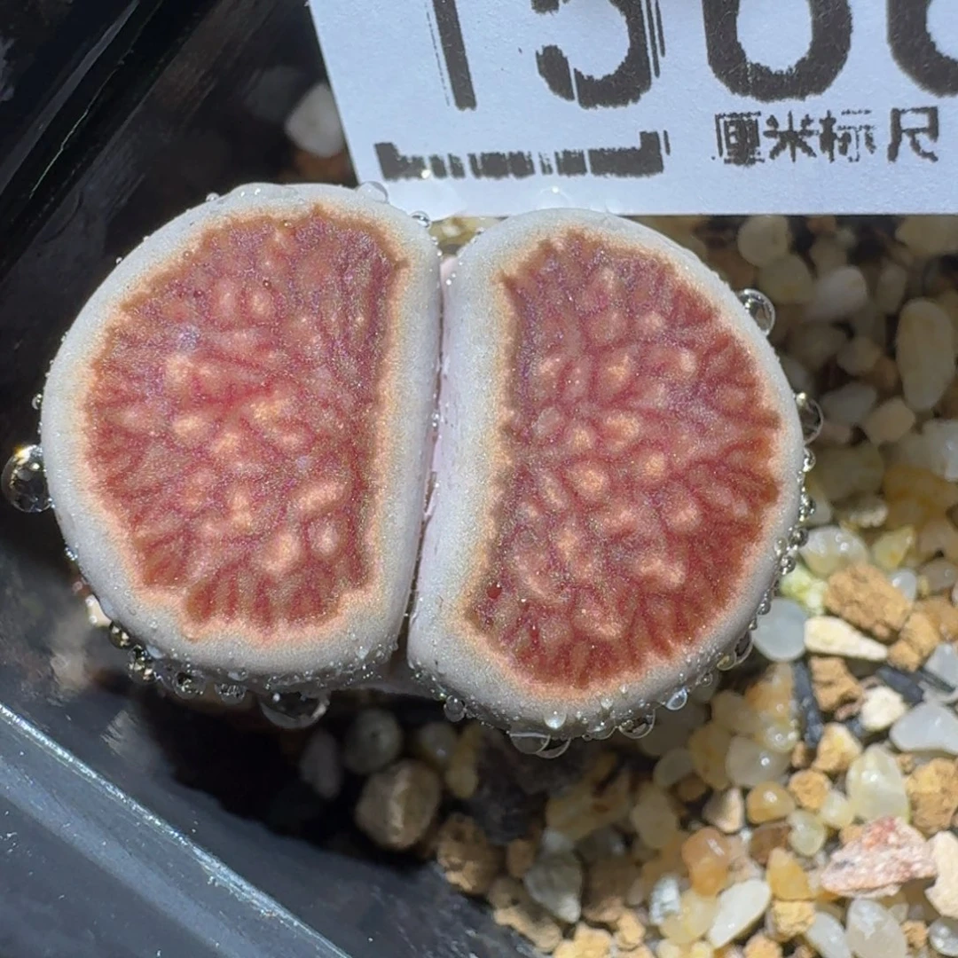 Zzzz精品生石花1566