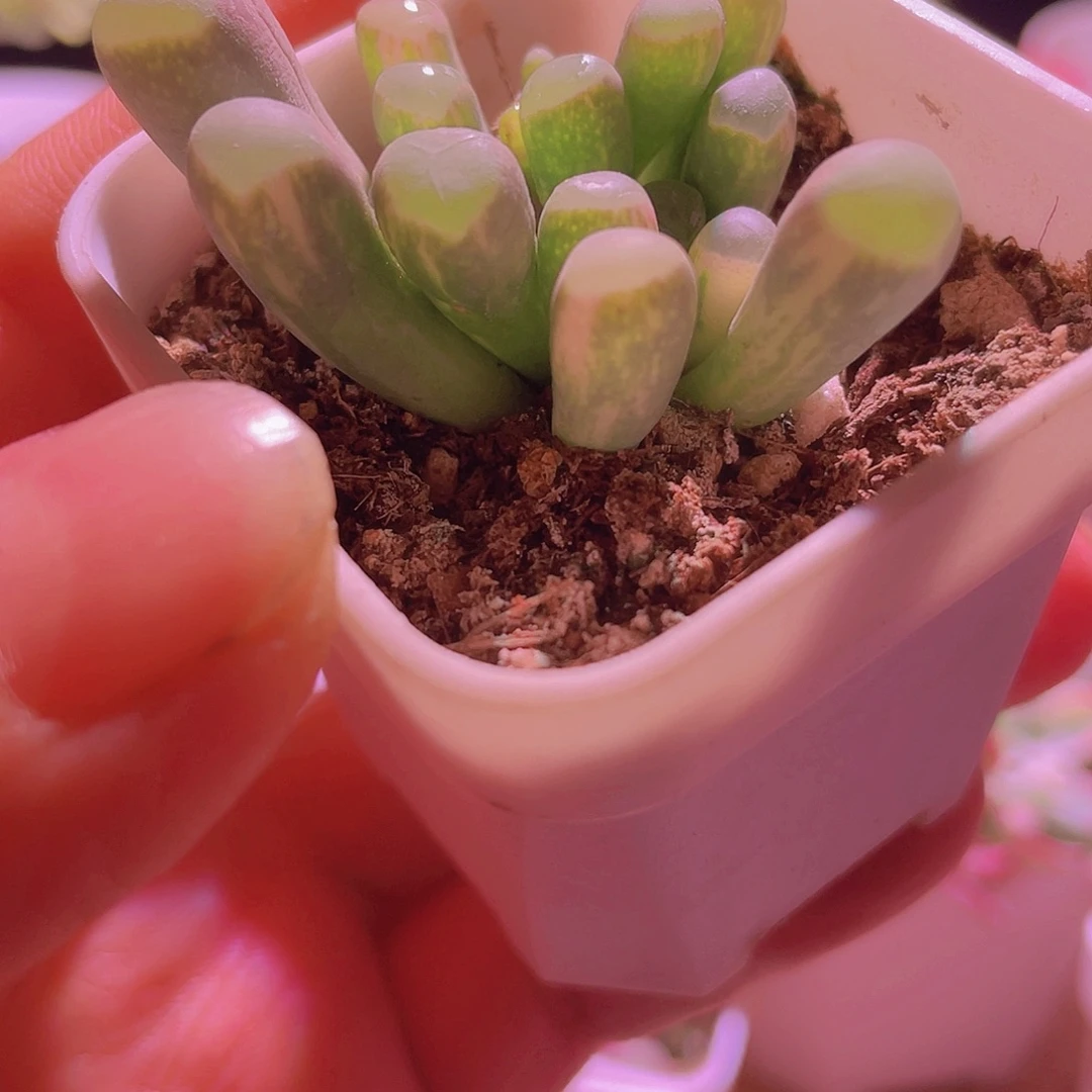 五十玲玉锦特价一颗