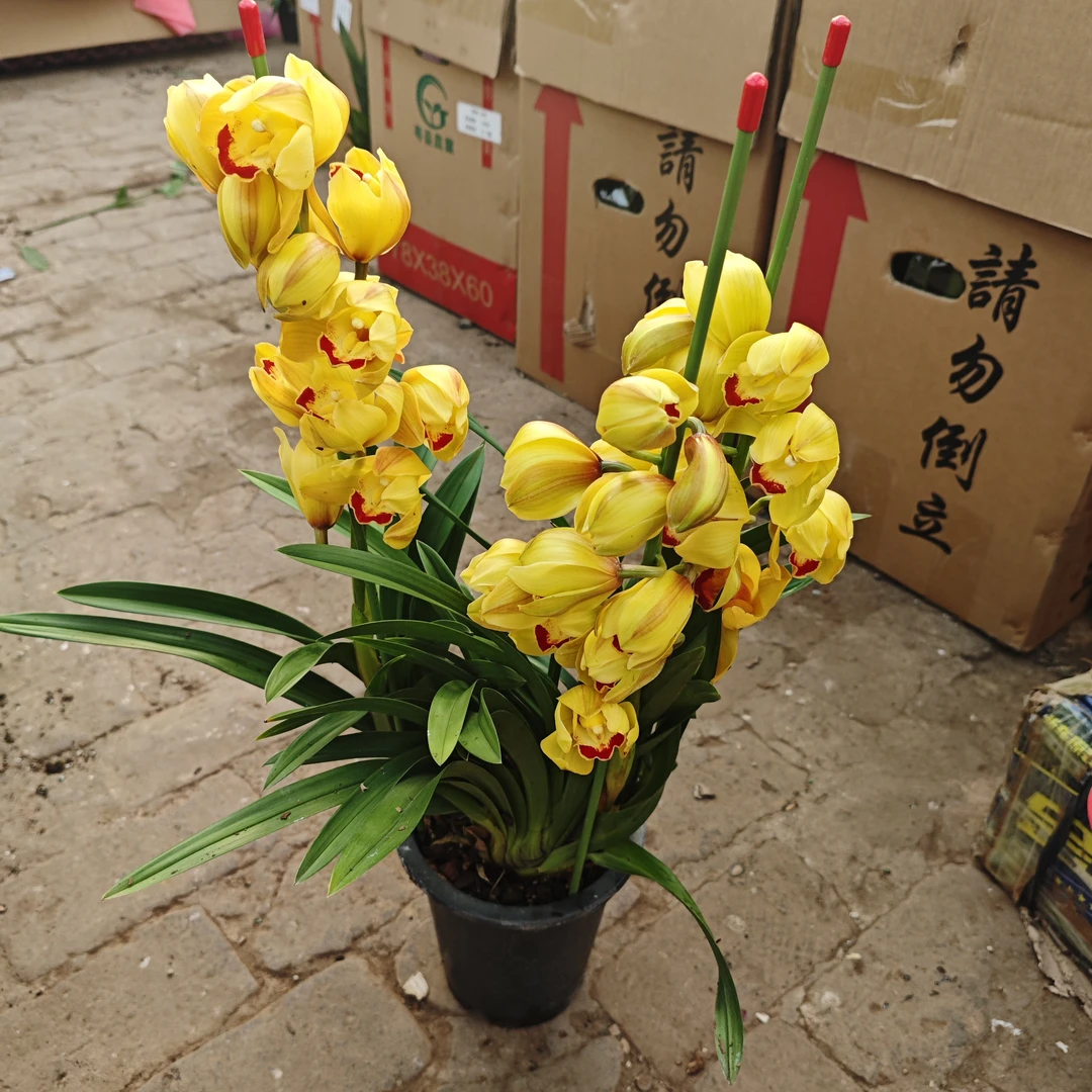 福利黄金岁月大花蕙兰