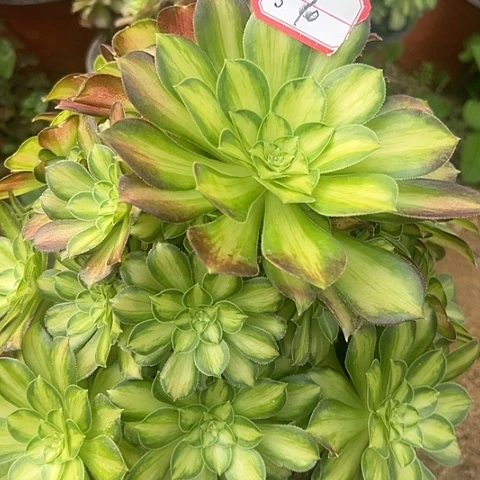 多肉韶华13不包断枝