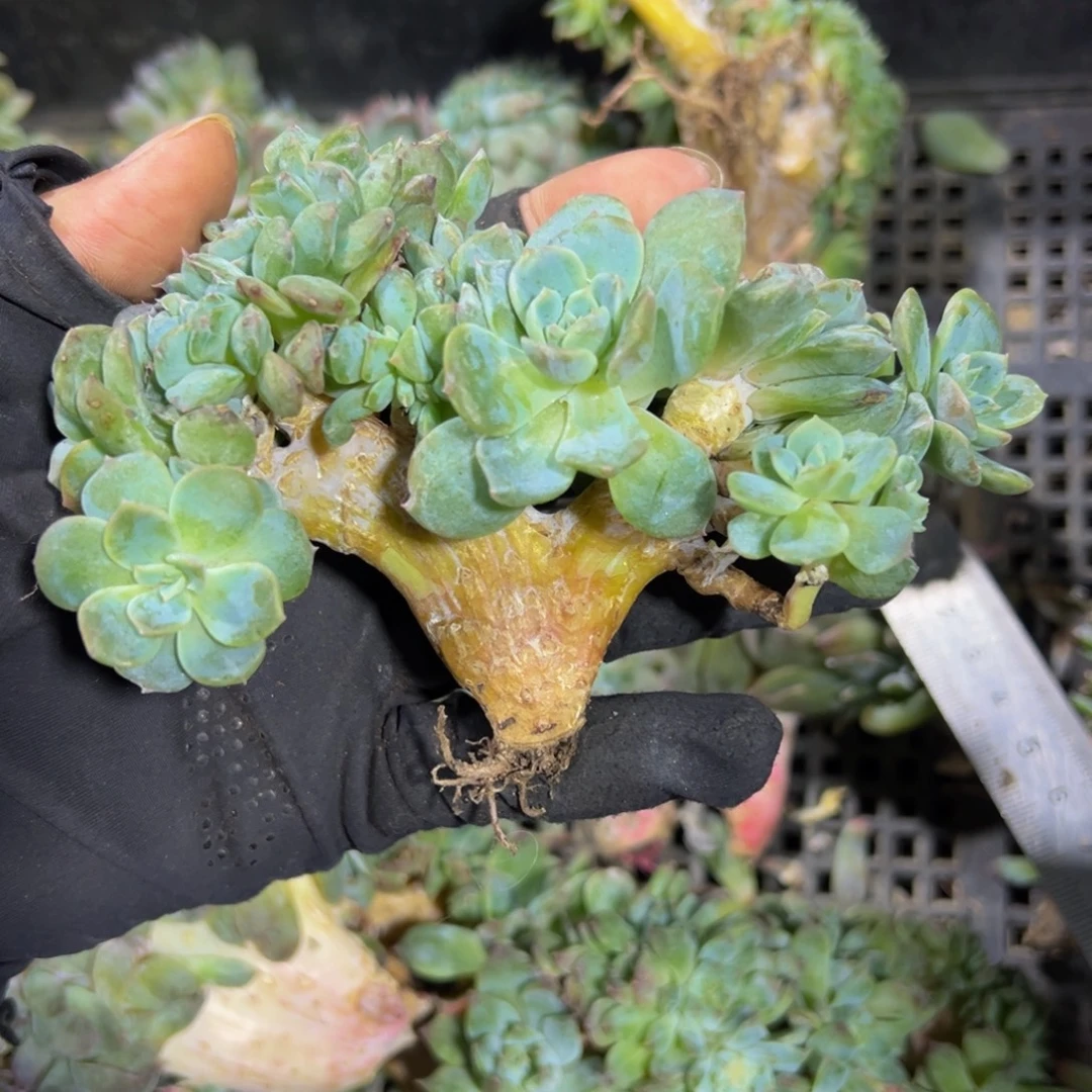 草莓冰沙琥珀缀化