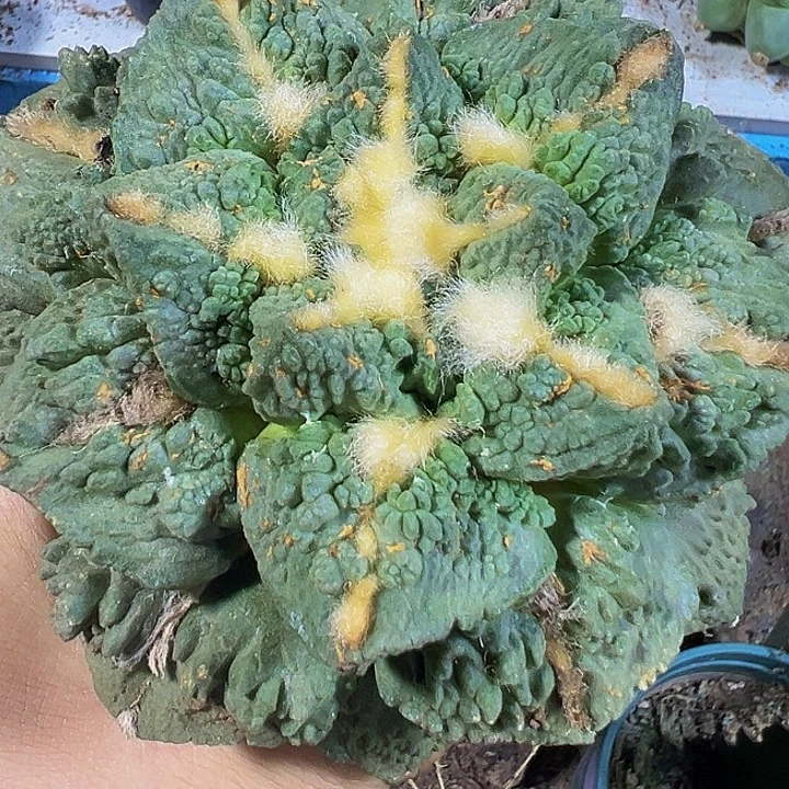 怒涛044仙人球开花