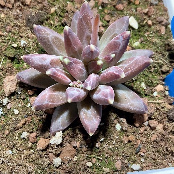 多肉植物2046多肉