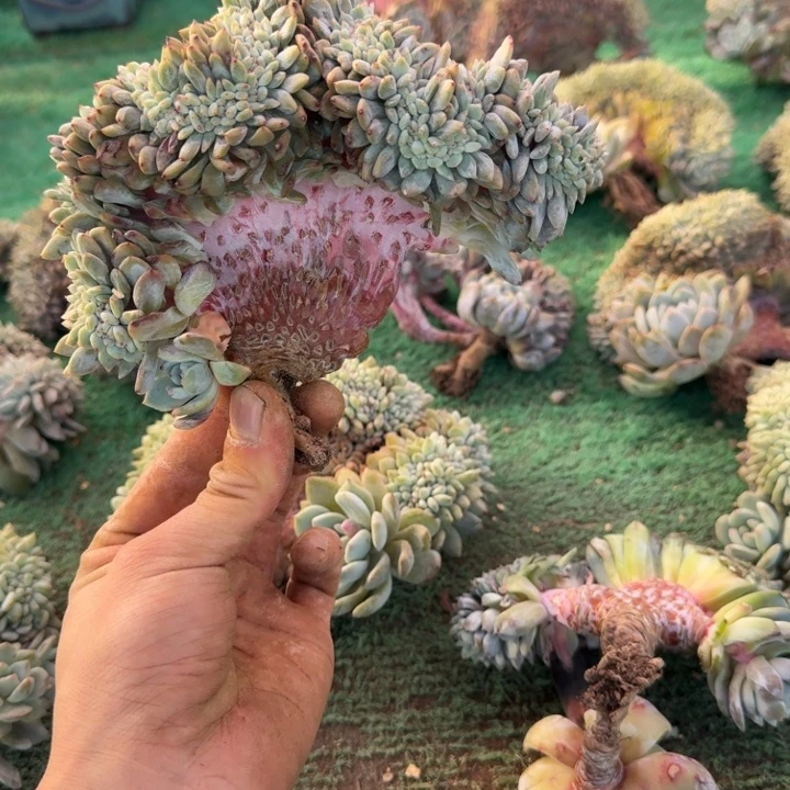 星影树缀无砍多肉