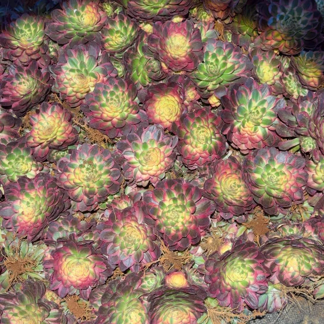 9.9海仙送小缀啊啊啊啊啊