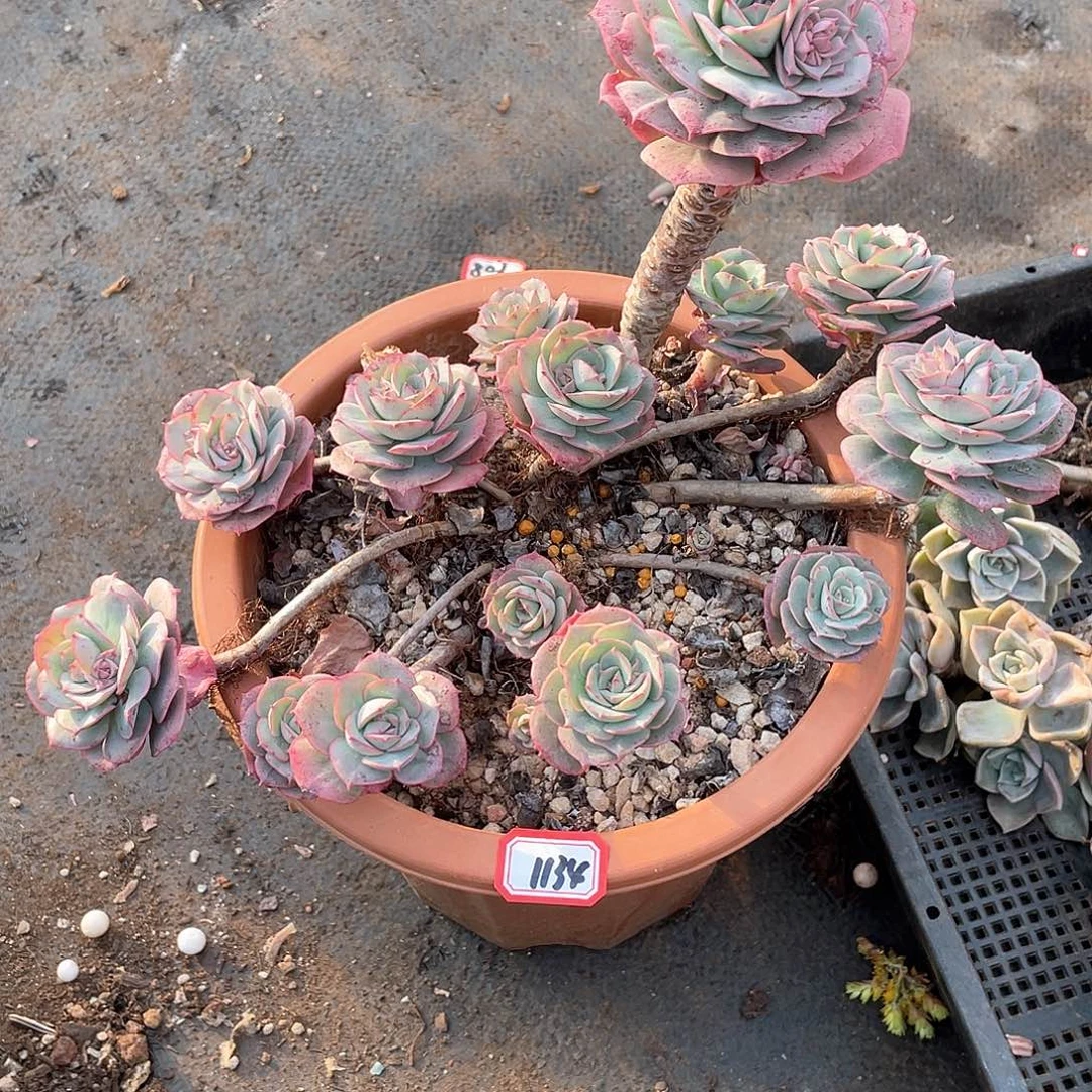 1134克罗地亚一物一拍多肉