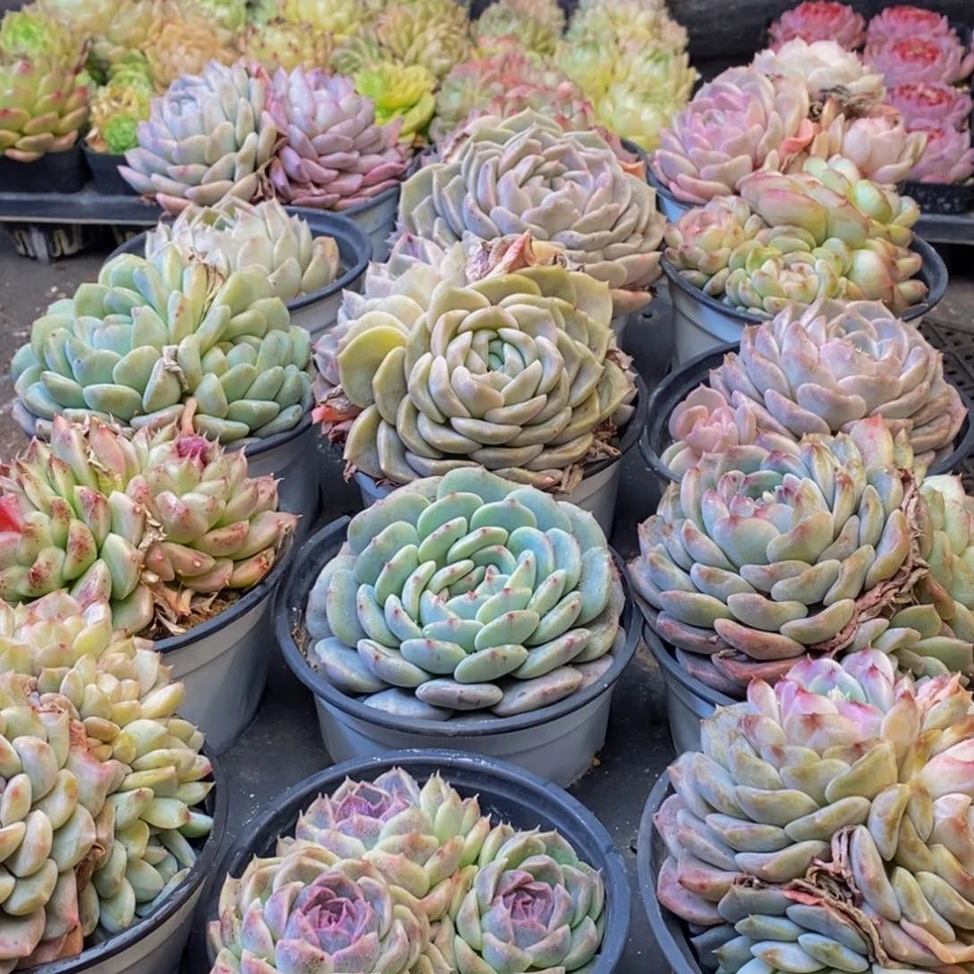 021多肉植物保护研究所所长助理