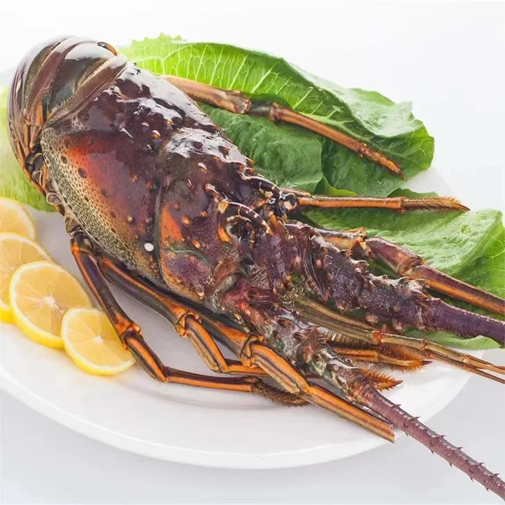 【餐桌C位菜】深海捕捞大花龙1只 +熟冻去脏帝王蟹2只