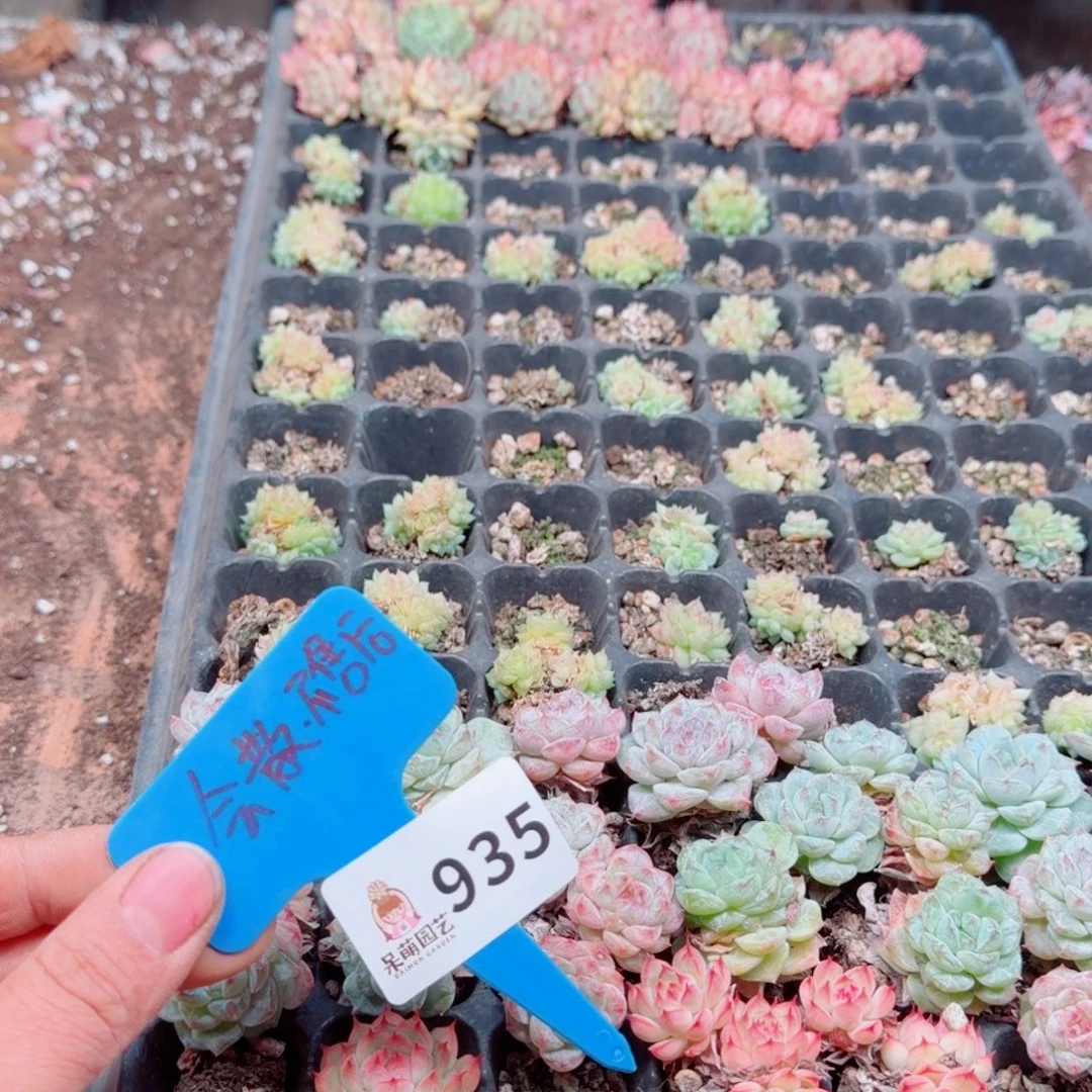 多肉植物多肉植物