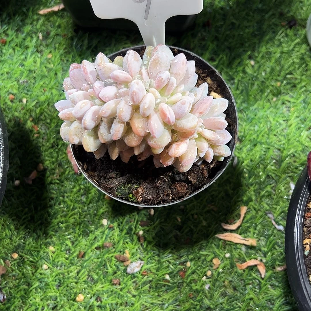 伊***影粉兔缀化9号多肉植物