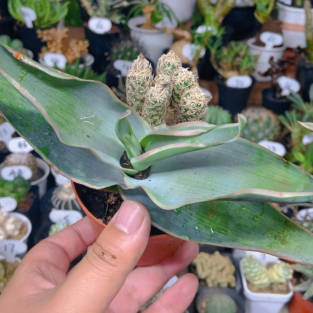 两颗一个一物一拍