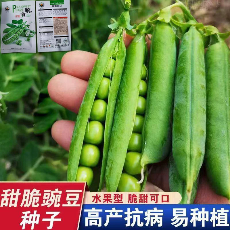 甜脆菜豌豆种子 长寿豌豆种子荷兰豆农家四季高产耐寒豌豆种子