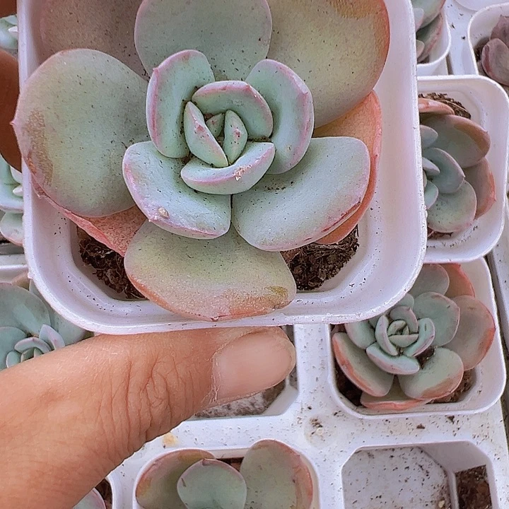 布鲁兰多肉19包邮