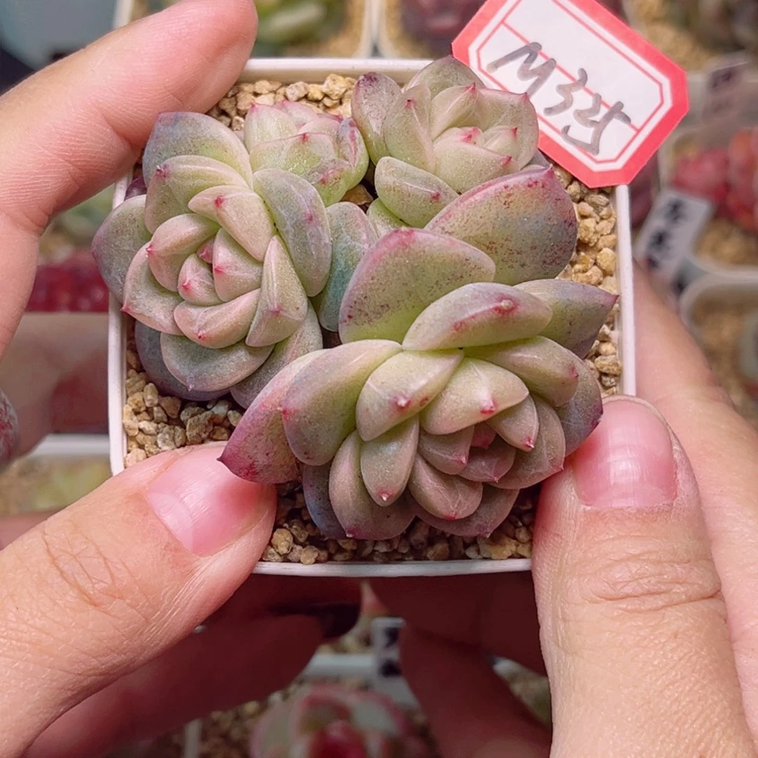 M325一物一拍 孤品