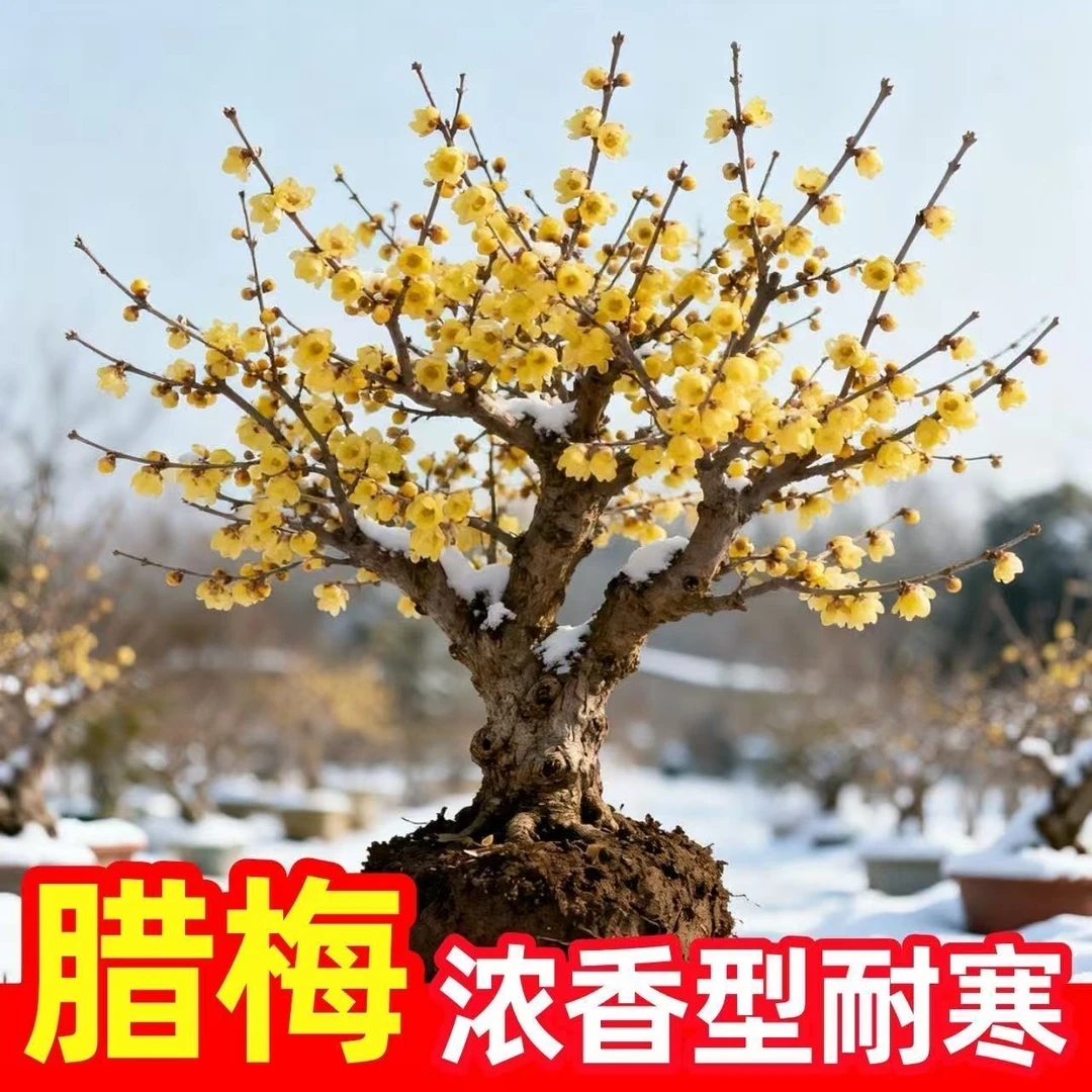素心腊梅 带花苞 阳台 庭院 盆栽 地栽 冬季开花浓香耐寒