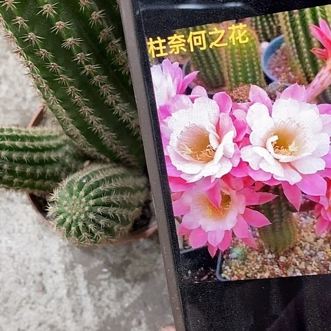 奈何毛花，2579000