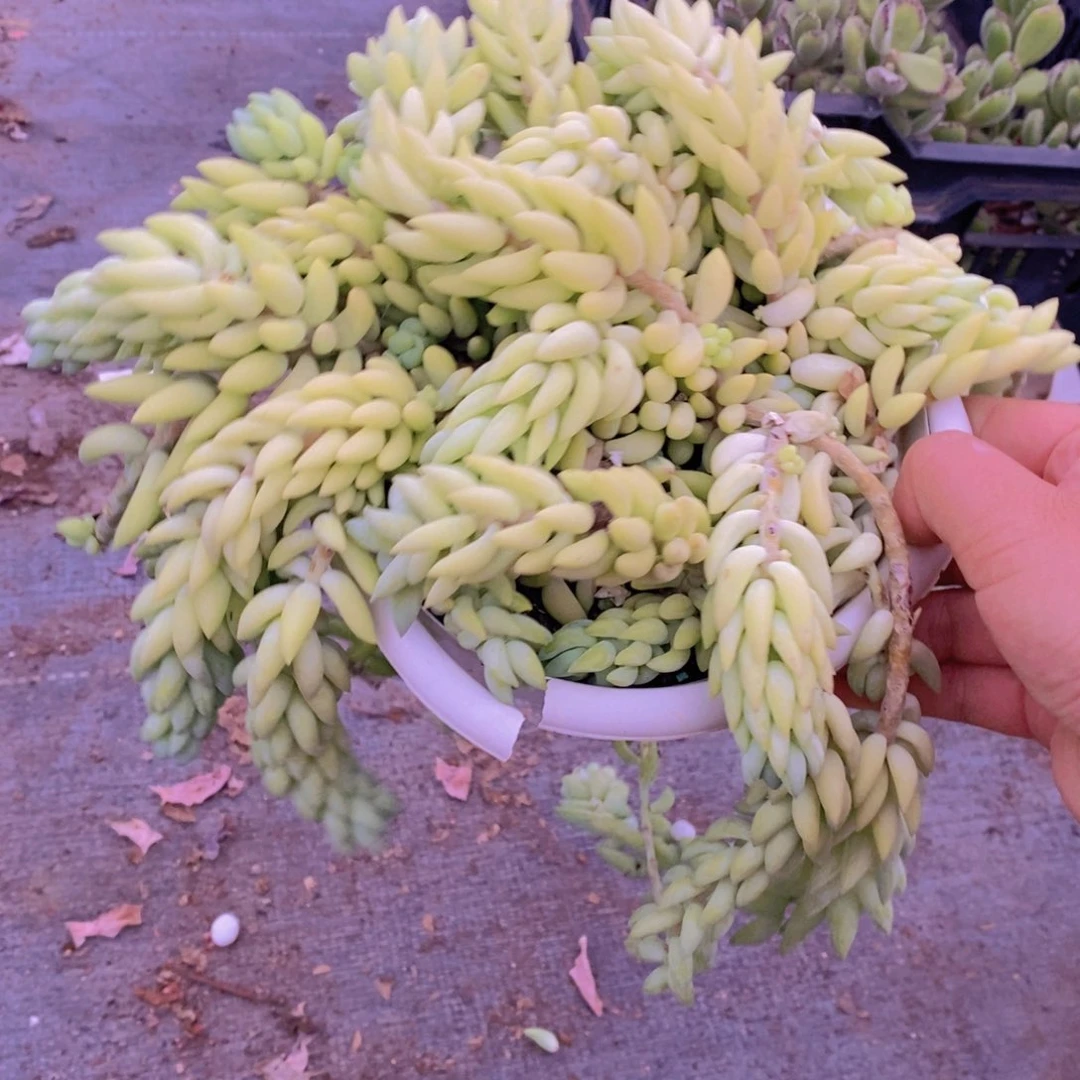 象牙玉坠散装带盆土，180杯