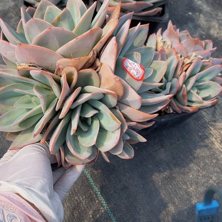 叮**咚布鲁蓝5头140盆