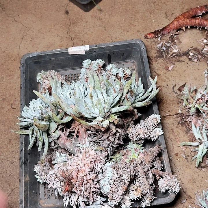 2159框拍瑕疵不售后