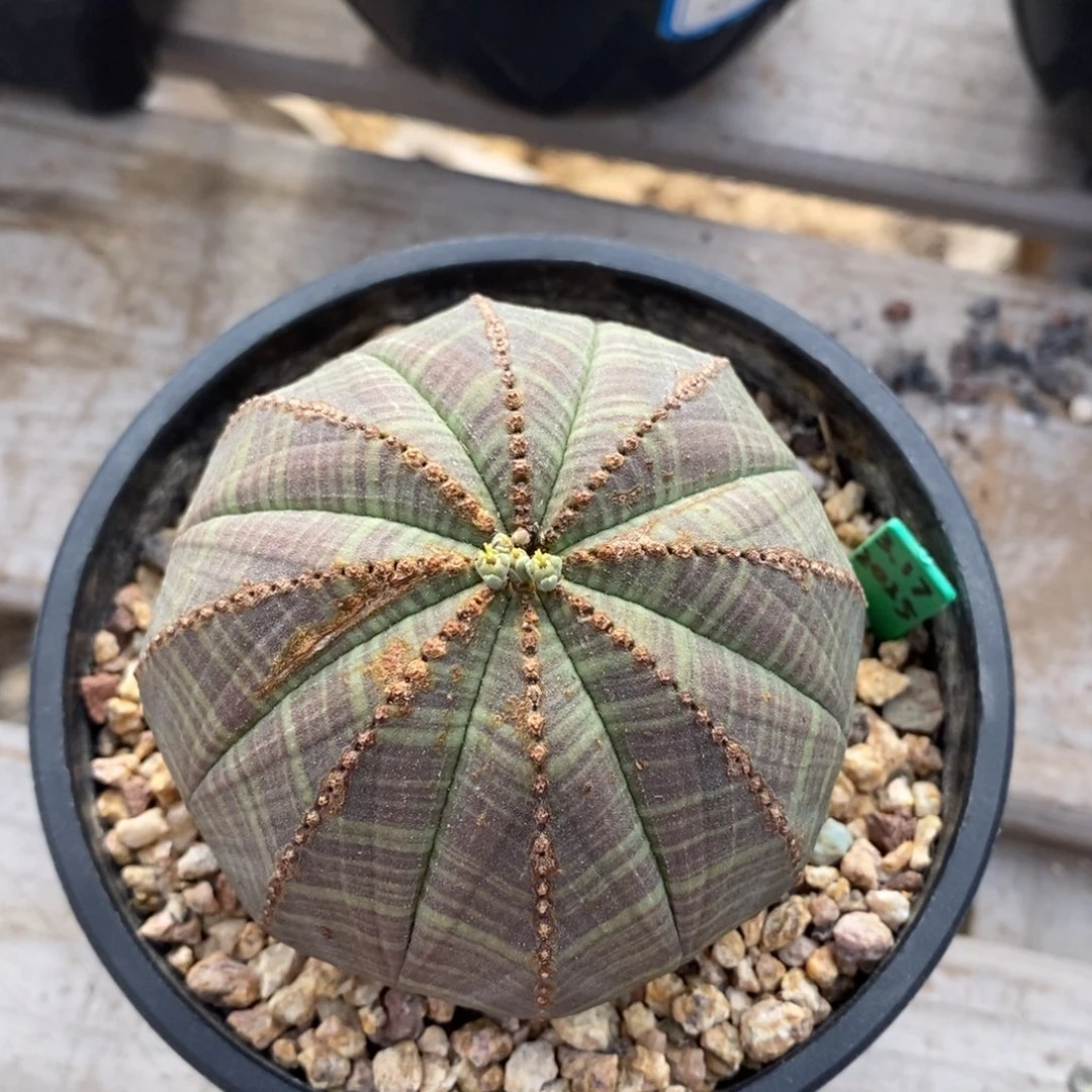 3欧系实生布纹球一物一拍