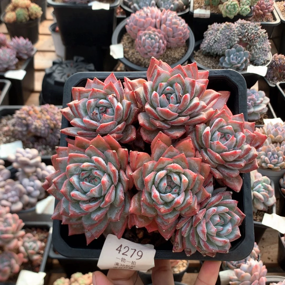 17.5厘米六头有砍粉蓝鸟4279