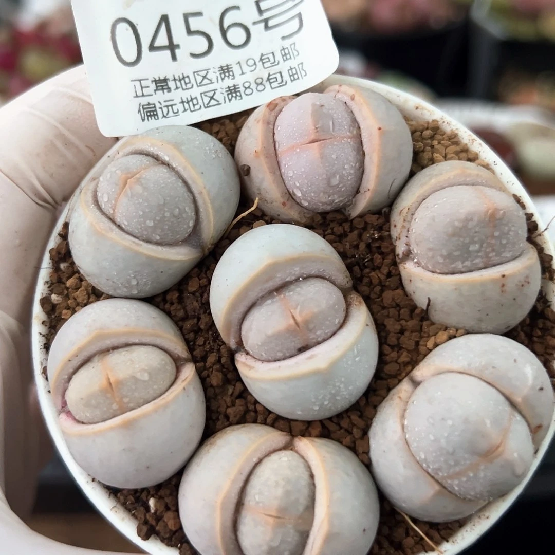 好养易活生石花大母本0456