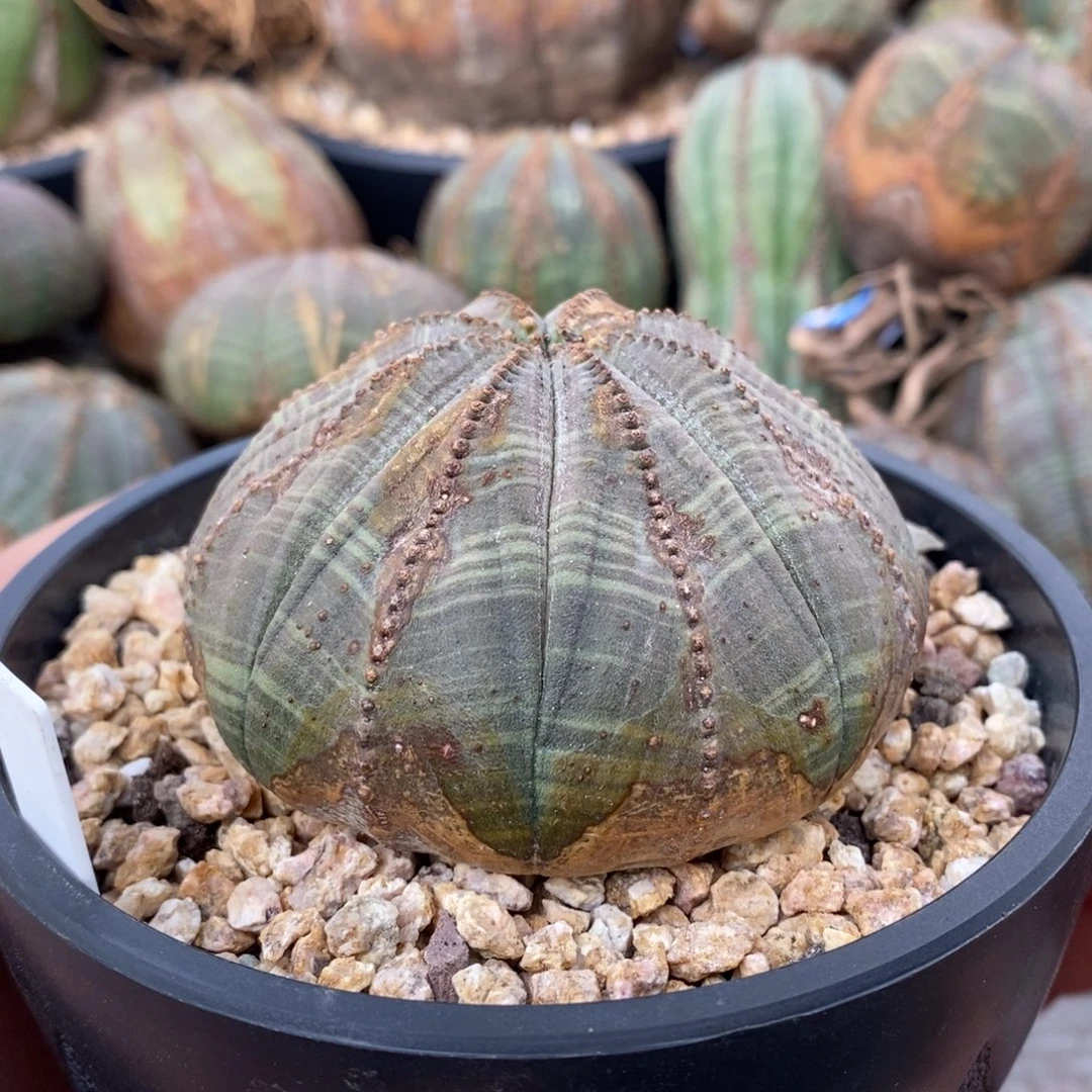 10欧系实生布纹球一物一拍