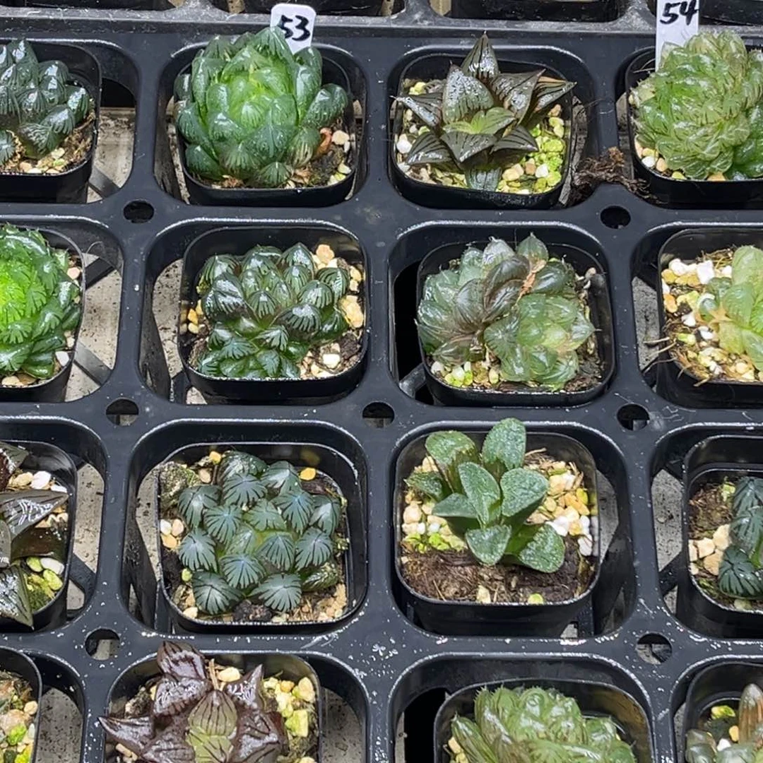 53 脱土包邮8颗福利