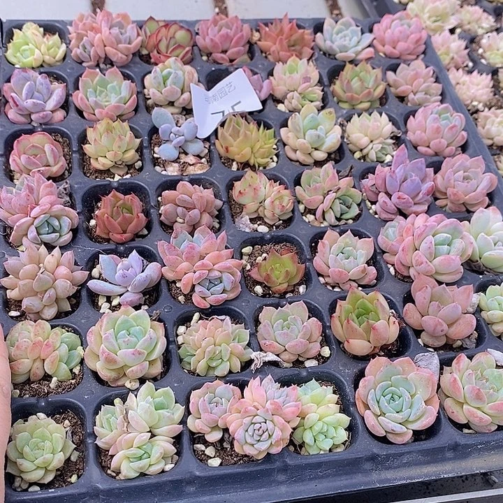 75 多肉植物盆栽花卉