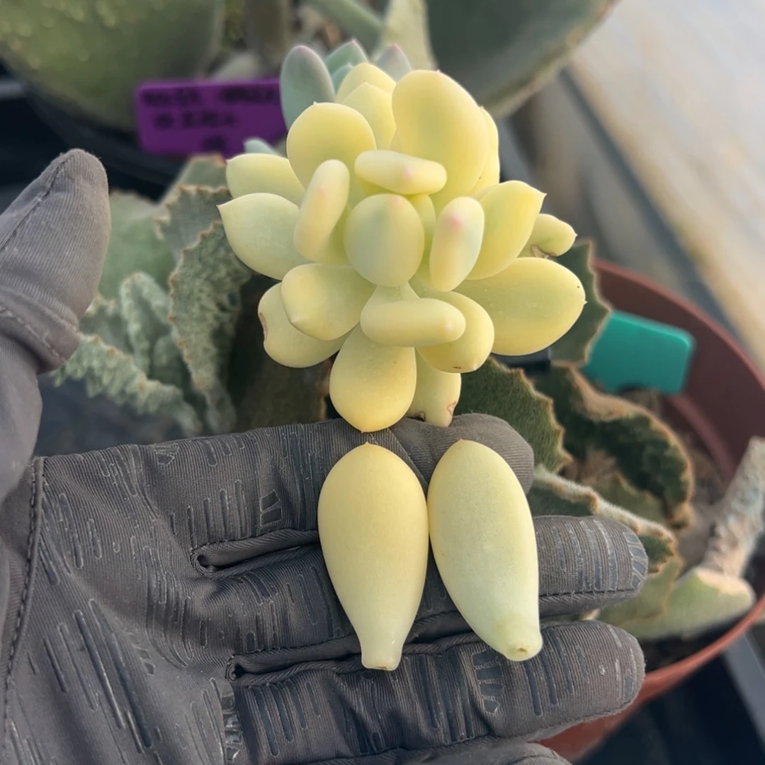 三日月美人锦，覆轮锦叶子两片