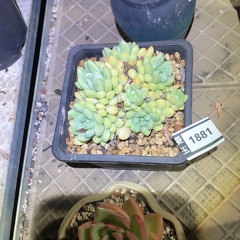 【闪购商品】生**花百达斐丽1881