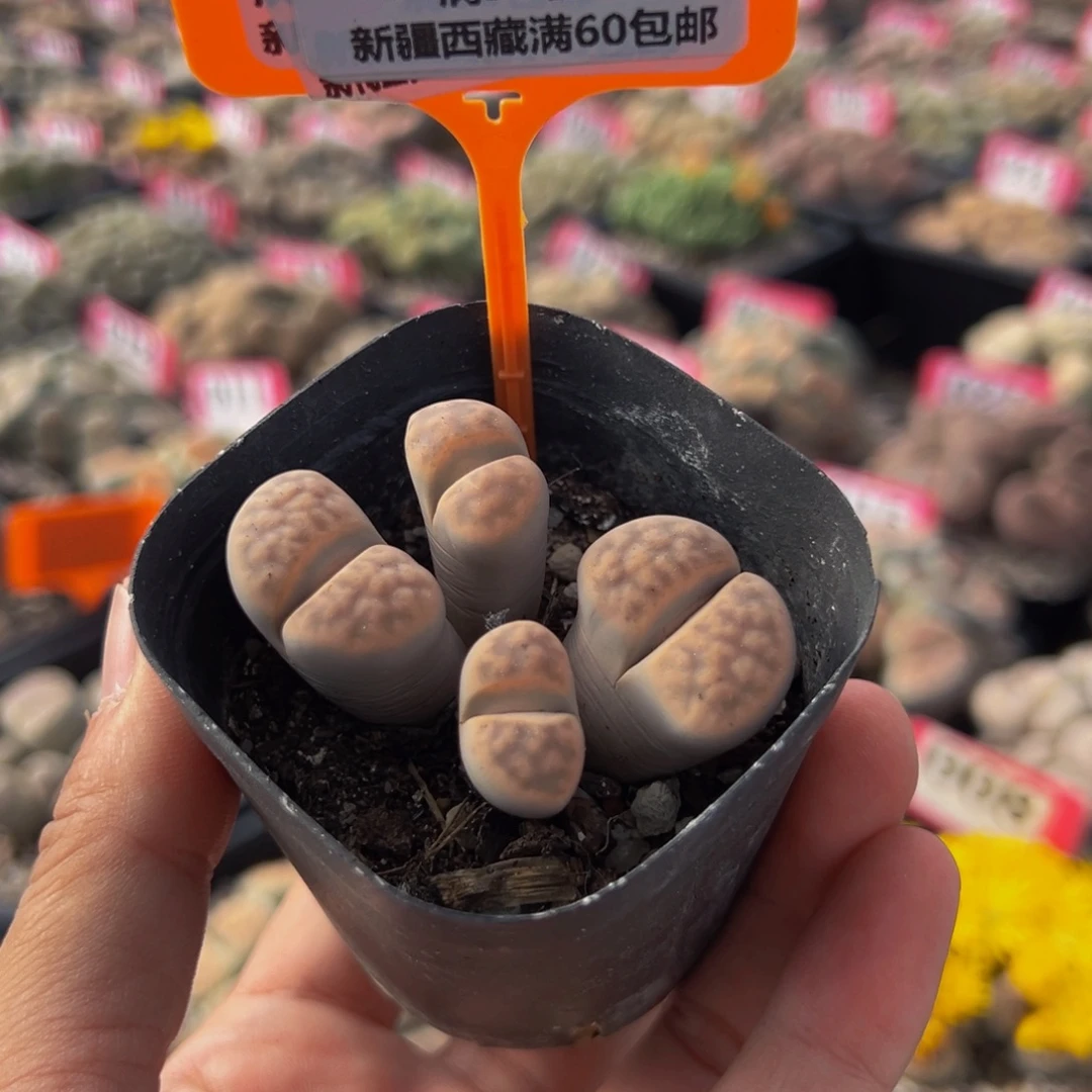 718 一物一拍，默认有伤，介意勿拍，不退不换