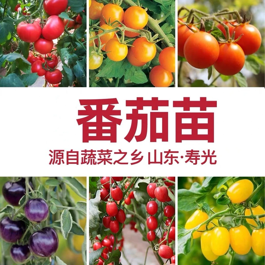 【直播专属】各种番茄苗子寿光种苗基地直发包对版西红柿苗子一级苗