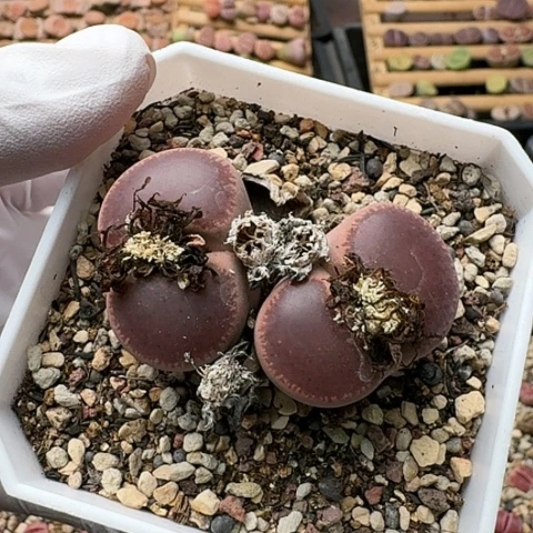 3622，KO日轮母本带盆净窗