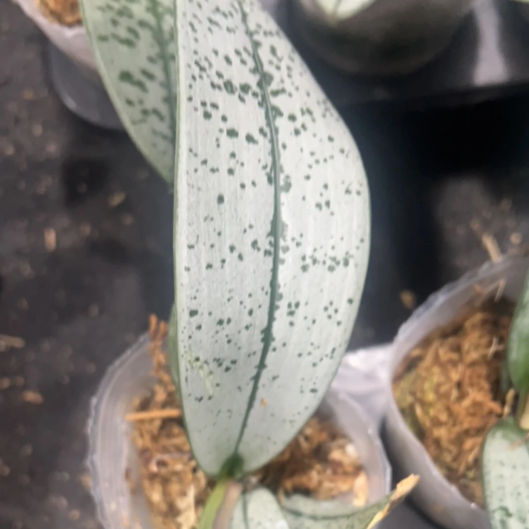 【24H银叶香】3.0寸原生种蝴蝶兰苗，基地直发，苗小介意勿拍