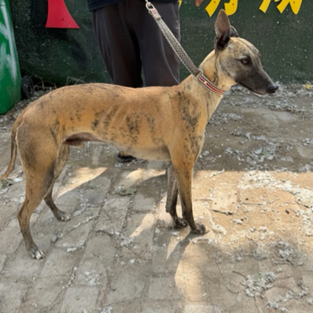 活体猎犬通用通用链接