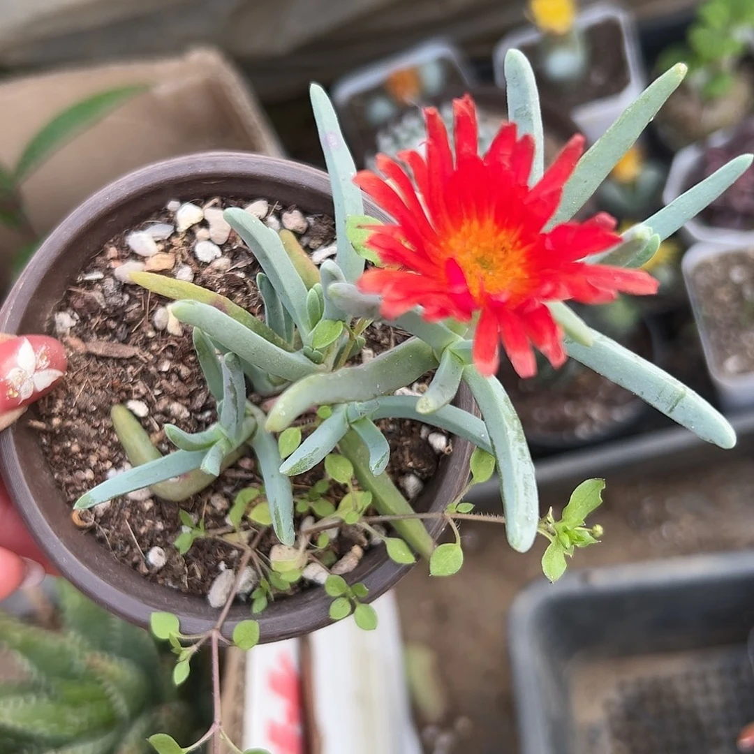 多肉植物橙花奔龙